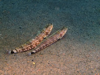 Lizardfish, Adası Bali, Puri Jati