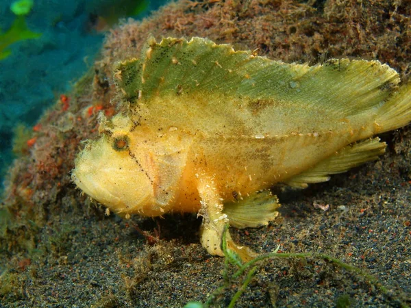 Fener balığı, Adası Bali, Puri Jati