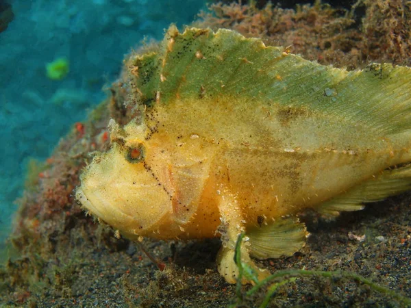 Fener balığı, Adası Bali, Puri Jati