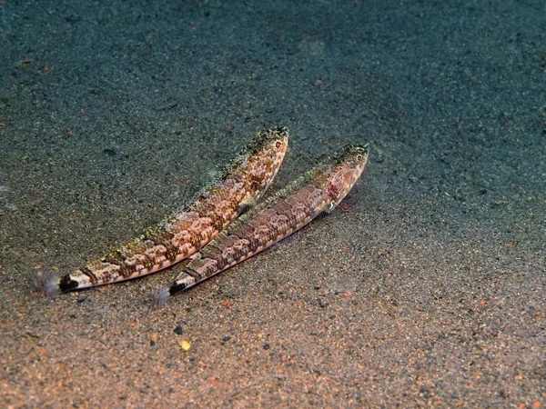 Lizardfish, 발리 섬, 푸 리 자 티 — 스톡 사진