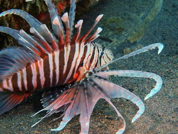 Skorpionfisch, Insel bali, Puri jati — Stockfoto