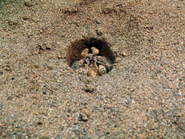 Bir delik, Adası Bali, Puri Jati Mantis karides