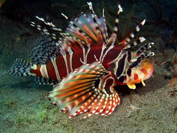 Scorpionfish, Island Bali, Puri Jati — Stock Photo, Image