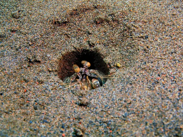 Camarão Mantis em um buraco, Ilha Bali, Puri Jati — Fotografia de Stock