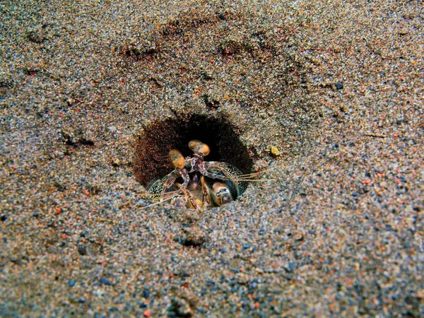 Mantis gamberetti in un buco, Isola di Bali, Puri Jati — Foto Stock