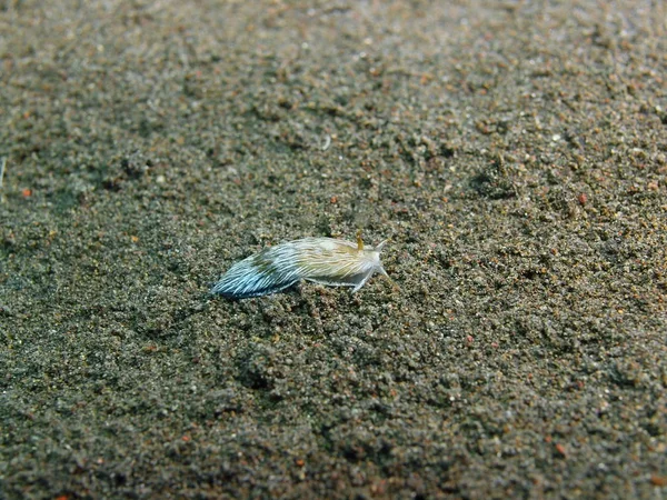 Sand havkugle, Island Bali, Puri Jati - Stock-foto