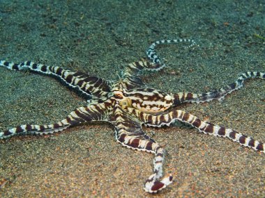 Ahtapot, Ada Bali, Puri Jati