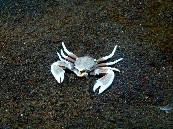 Crabe nettoyant, île de Bali, Puri Jati — Photo