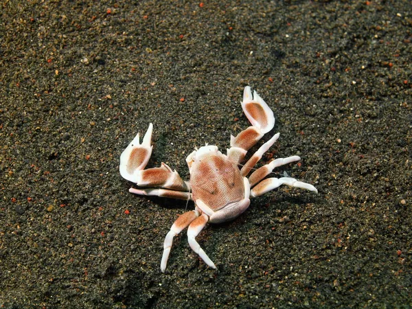 Cleaner crab, Island Bali, Puri Jati — Stock Photo, Image