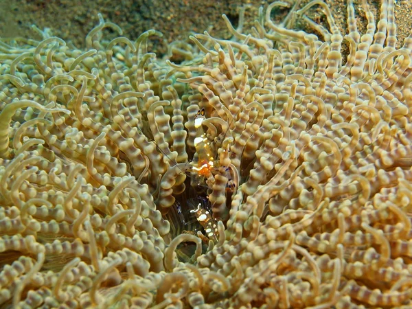 Deniz anemone, Adası Bali, Puri Jati — Stok fotoğraf