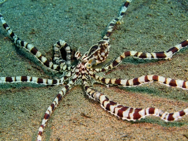 Octopus, Island Bali, Puri Jati — Stock Photo, Image
