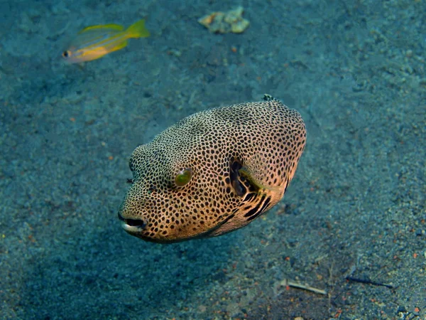 Boxfish, Ada Bali, Puri Jati — Stok fotoğraf