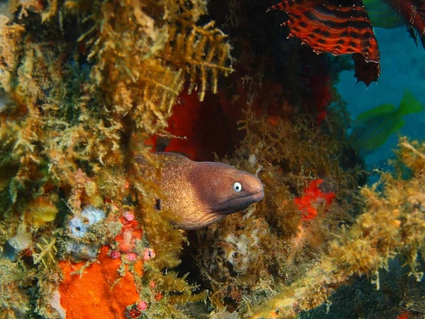 Moray eel, Island Bali, Puri Jati — Stock Photo, Image