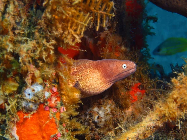 Moray eel, Island Bali, Puri Jati — Stock Photo, Image