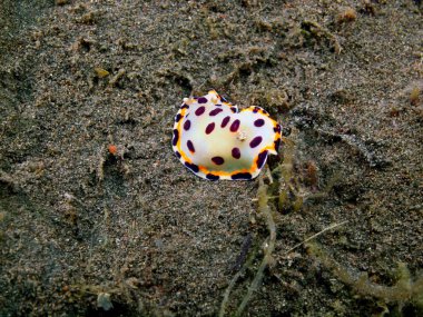 Gerçek deniz yaratığı, Adası Bali, Puri Jati