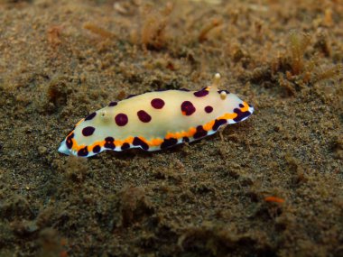 Gerçek deniz yaratığı, Adası Bali, Puri Jati