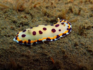 Gerçek deniz yaratığı, Adası Bali, Puri Jati