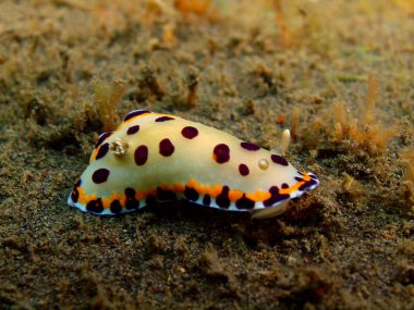 Gerçek deniz yaratığı, Adası Bali, Puri Jati