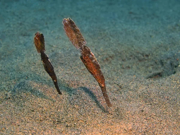 サンゴの魚, 島バリ島, プリジャティ — ストック写真