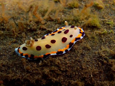 Gerçek deniz yaratığı, Adası Bali, Puri Jati