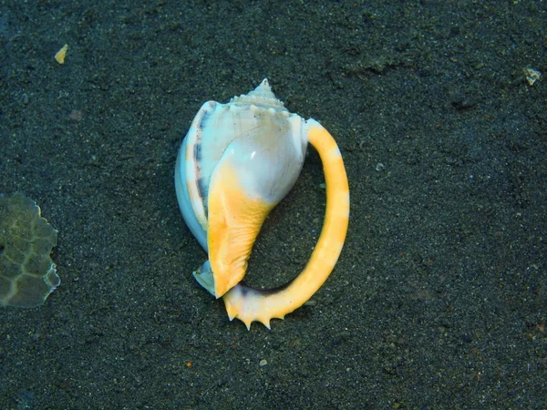 Shell of mollusc, Island Bali, Puri Jati — Stock Photo, Image