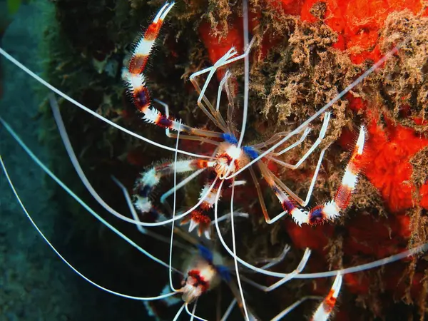 Nettoyant crevettes, île de Bali, Puri Jati — Photo