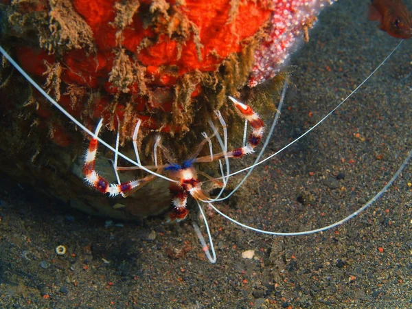 Nettoyant crevettes, île de Bali, Puri Jati — Photo