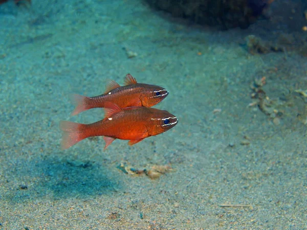Coral fish, Island Bali, Puri Jati — Stock Photo, Image