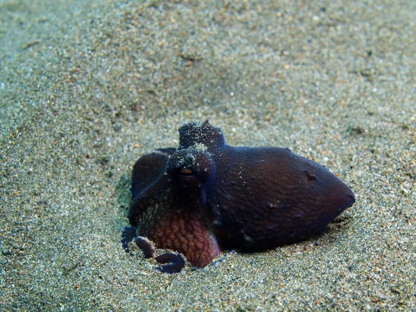 Octopus, Ilha Bali, Puri Jati — Fotografia de Stock