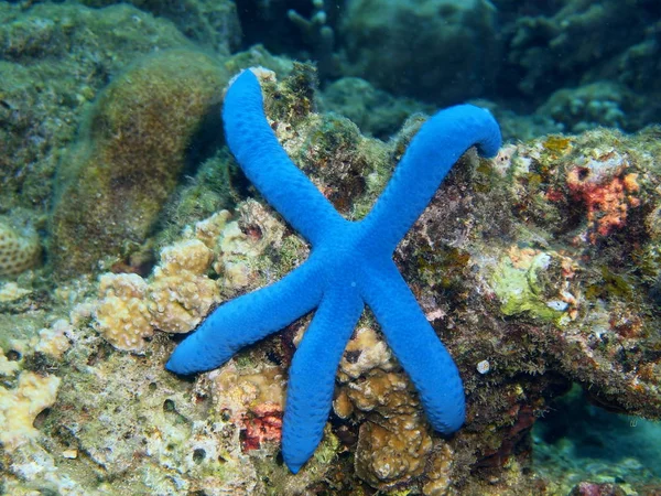 Starfish, Ilha Bali, Puri Jati — Fotografia de Stock