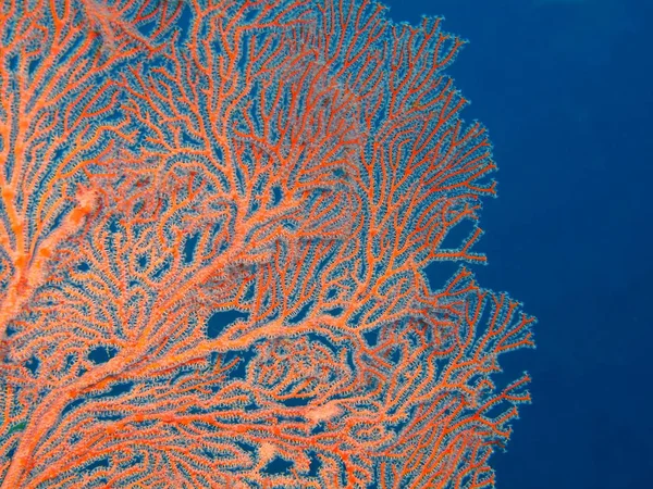 Miękkie koralowce, Wyspa Bali, Puri Jati — Zdjęcie stockowe