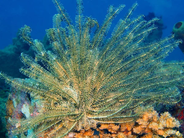 Crinoid, Wyspa Bali, Puri Jati — Zdjęcie stockowe