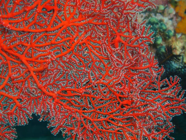 Yumuşak mercan, Ada Bali, Puri Jati — Stok fotoğraf