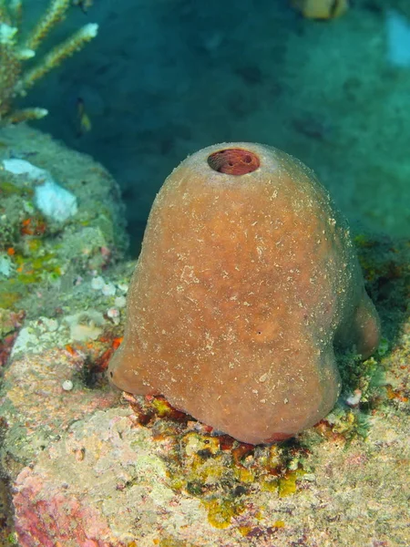 Demosponge, ostrov Bali, Puri Jati — Stock fotografie