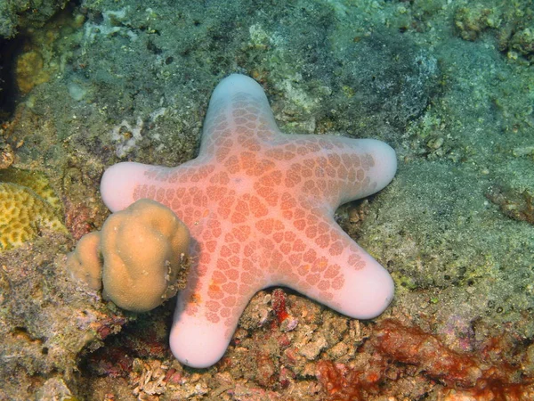 Zeester, eiland Bali, Puri Jati — Stockfoto