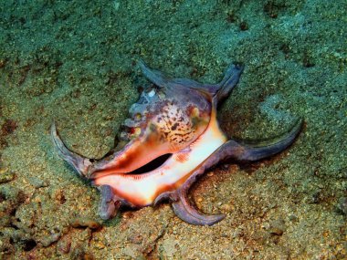 Kabuk yumuşakça, Adası Bali Lovina reef ve