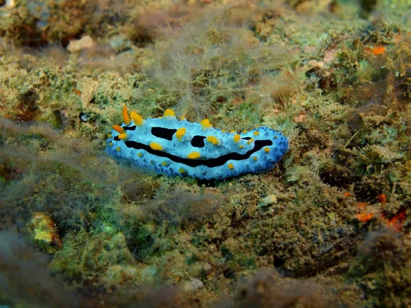 Skal av blötdjur, ön Bali, Lovina reef — Stockfoto