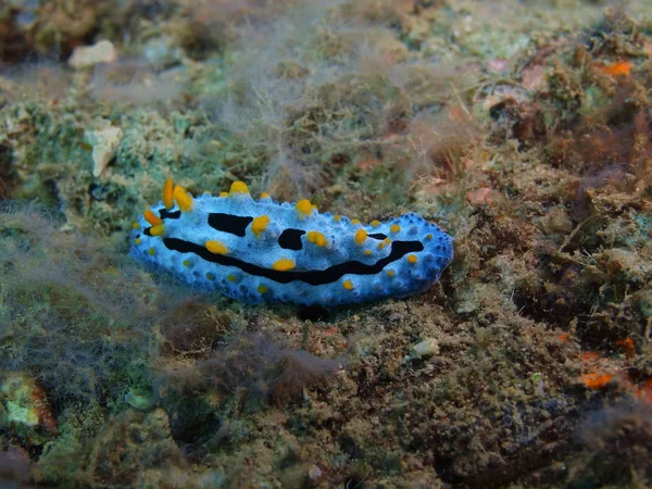 Shell of mollusc, Island Bali, Lovina reef — Stock Photo, Image