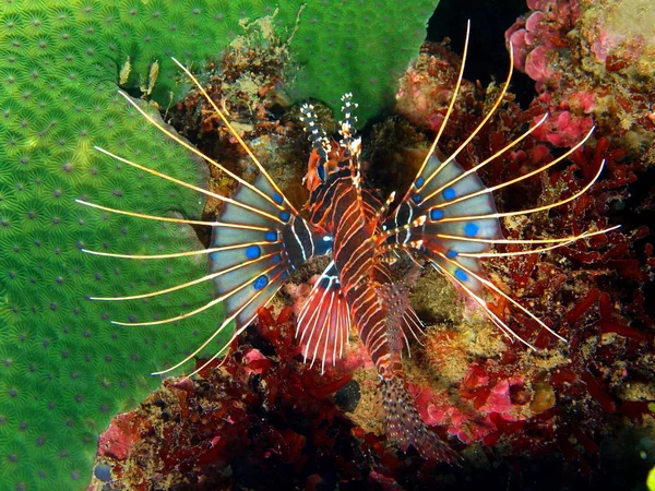 Scorpionfish, Остров Бали, риф Ловина — стоковое фото