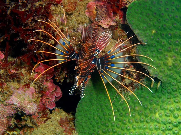 Scorpionfish, Остров Бали, риф Ловина — стоковое фото