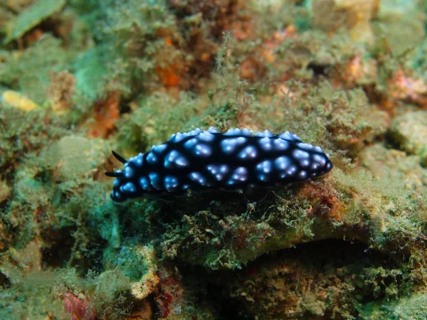 Echte Meeresschnecke, Insel Bali, Lovina Riff — Stockfoto