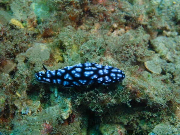 Véritable limace de mer, île de Bali, récif Lovina — Photo