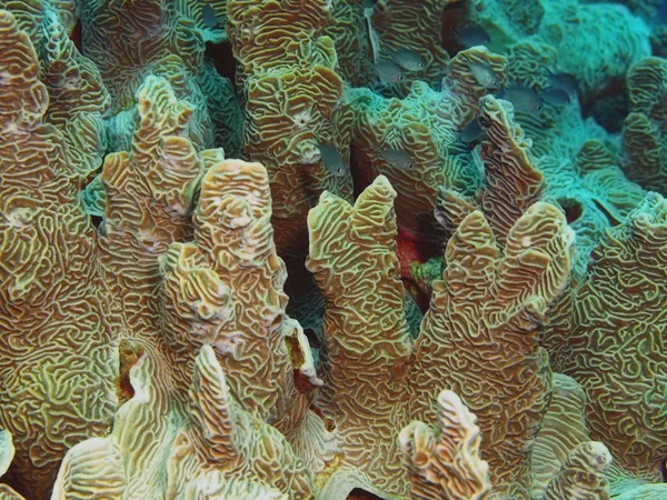 Coral de pedra, Ilha Bali, Recife de Lovina — Fotografia de Stock
