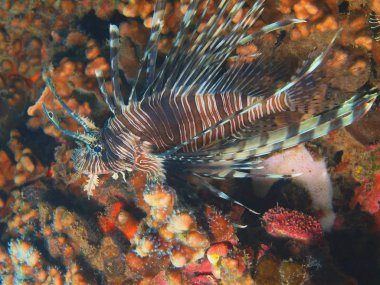 Scorpionfish, Adası Bali Lovina resif