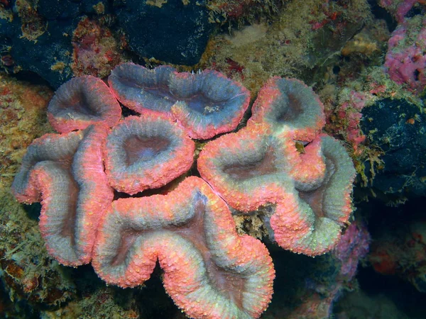 Corail de pierre, île de Bali, récif Lovina — Photo