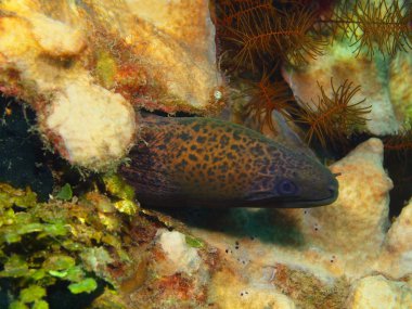 Moray yılan balığı, Adası Bali Lovina resif