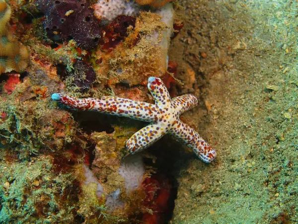 Starfish, Island Bali, Lovina reef — Stock Photo, Image