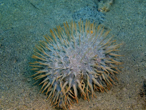 Sjöstjärnor, ön Bali, Lovina reef — Stockfoto