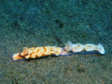 Deniz salyangozları, Adası Bali Lovina resif gerçek