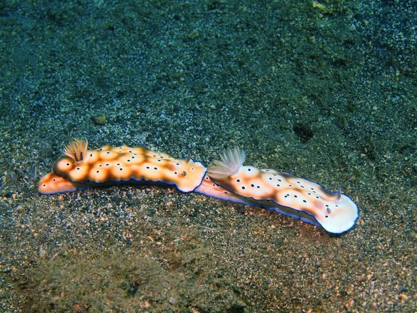 True sea slugs, Island Bali, Lovina reef — Stock Photo, Image